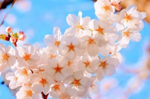 花　サクラ