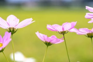 花　コスモス